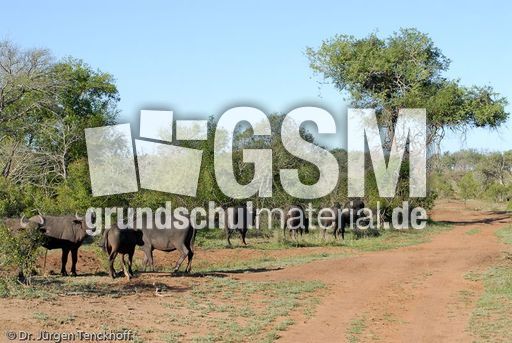 Afrikanischer Büffel (18 von 102).jpg